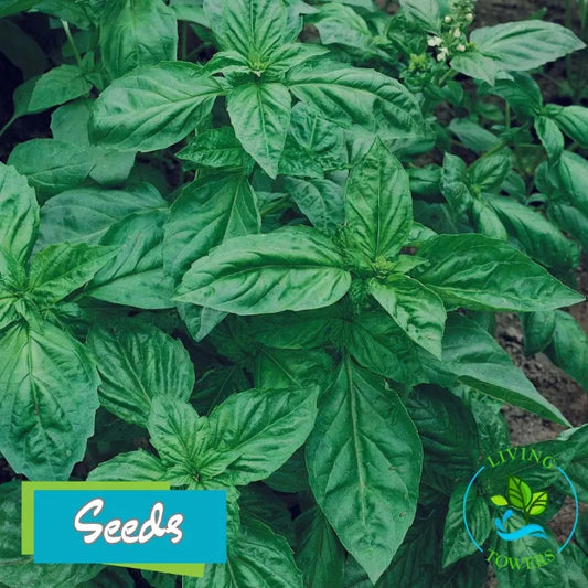 Herbs - Basil, Genovese Seeds