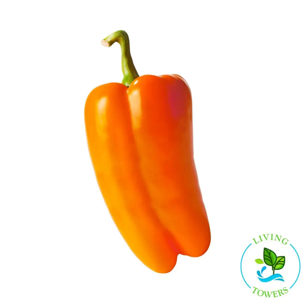 Glow Pepper Tower Garden Seedling | Living Towers Florida Keys