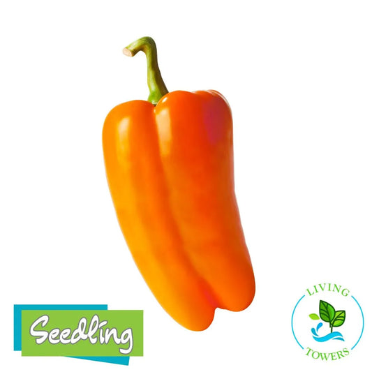 Vegetables - Pepper, Glow