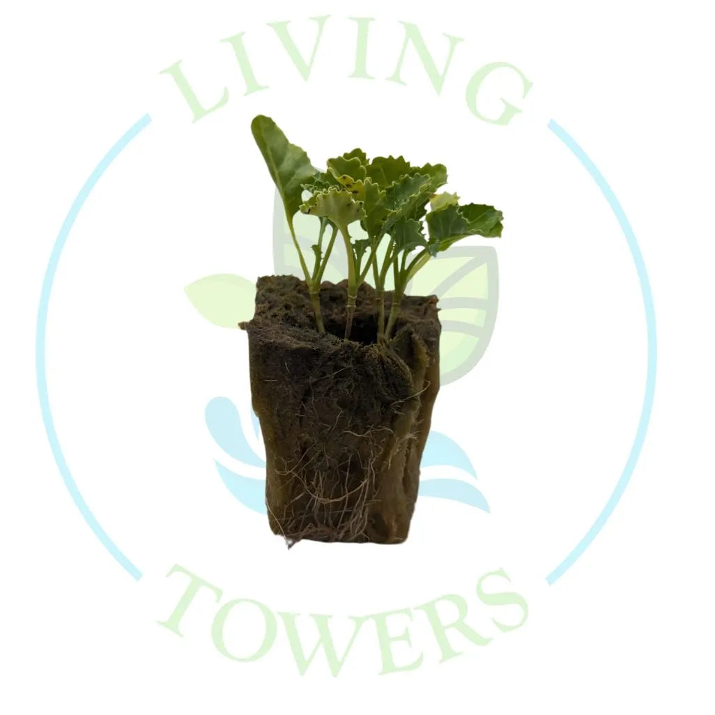 Green Kale Tower Garden Seedling | Living Towers Florida Keys