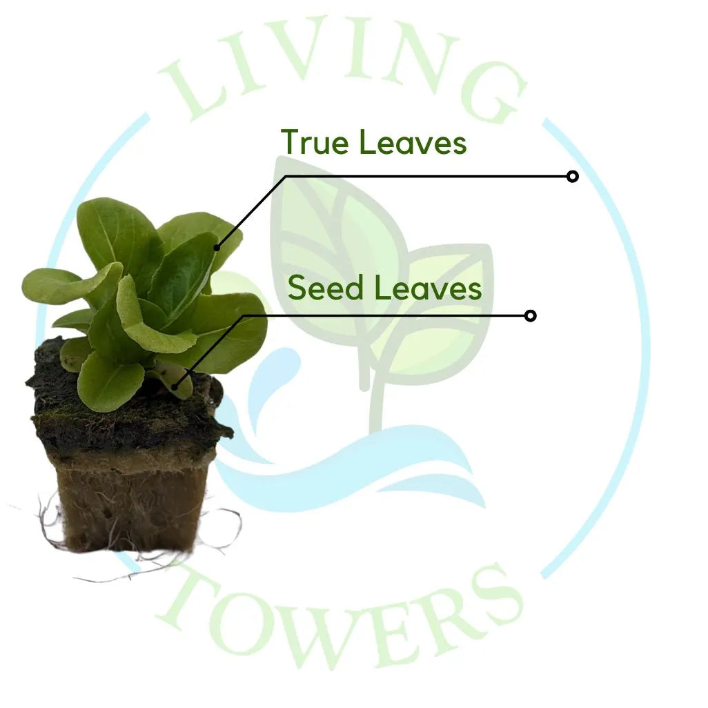 Green Salanova Lettuce Tower Garden Seedling | Living Towers Florida Keys