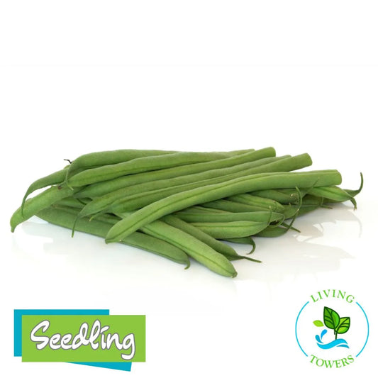 Vegetables - Beans, Green