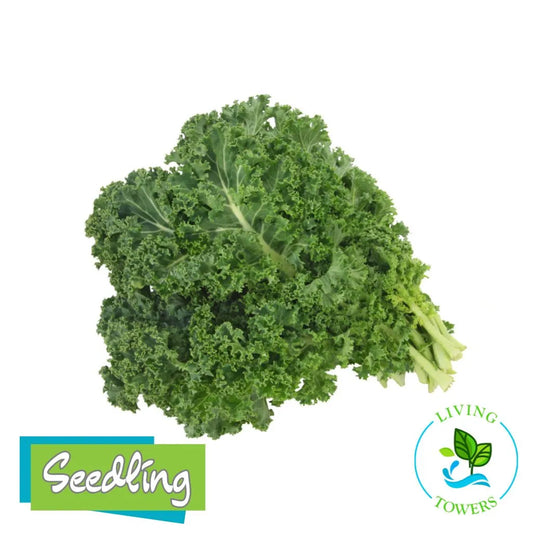 Greens - Kale, Green Starbor