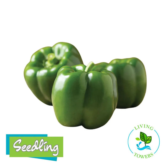 Vegetables - Pepper, Bell Green Machine