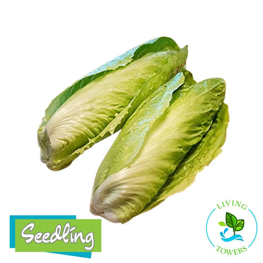 Greens - Radicchio Green , Virtus