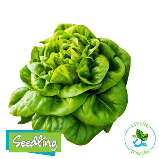 Lettuce - Salanova, Green