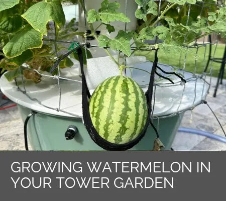 Growing Watermelon in Your Tower Garden