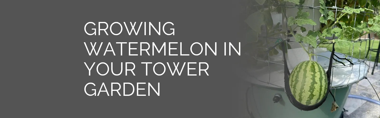Growing Watermelon in Your Tower Garden