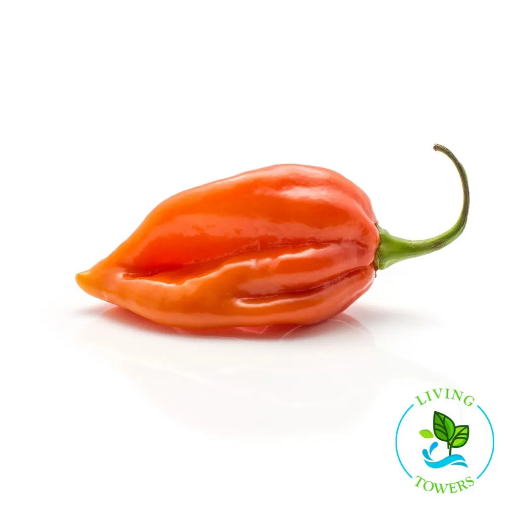 Habanero Pepper Tower Garden Seedling | Living Towers Florida Keys