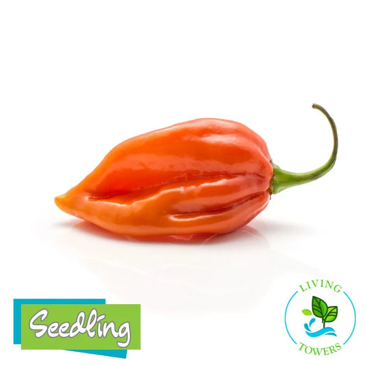 Vegetables - Pepper, Habanero Numex Suave Orange