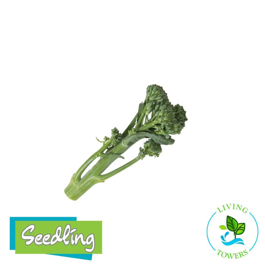 Vegetables - Broccoli, Happy Rich