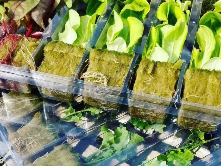 Healthy seedlings ready for a Tower Garden