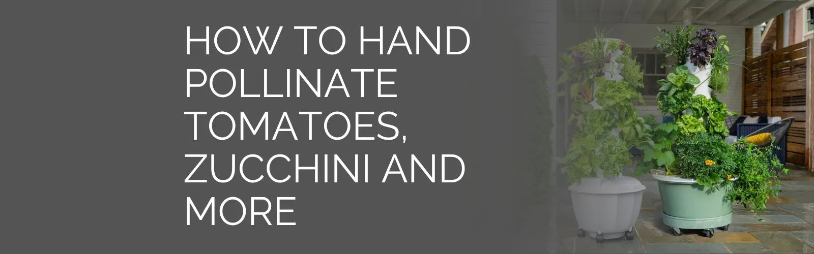 How to Hand Pollinate Tomatoes, Zucchini and more