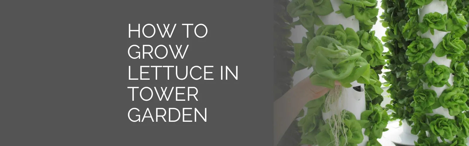 How to grow lettuce in the Tower Garden