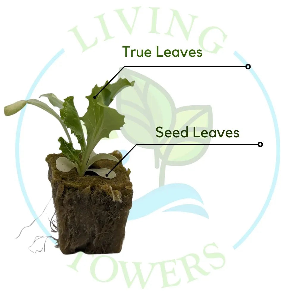 Iceberg Lettuce Tower Garden Seedling | Living Towers Florida Keys