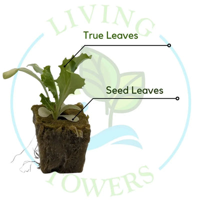 Iceberg Lettuce Tower Garden Seedling | Living Towers Florida Keys