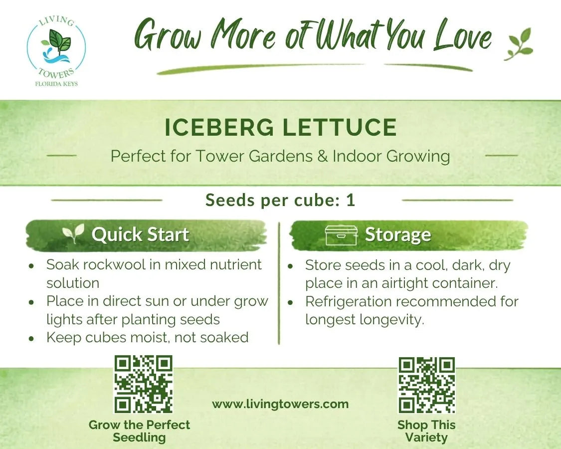 Lettuce - Iceberg Seeds