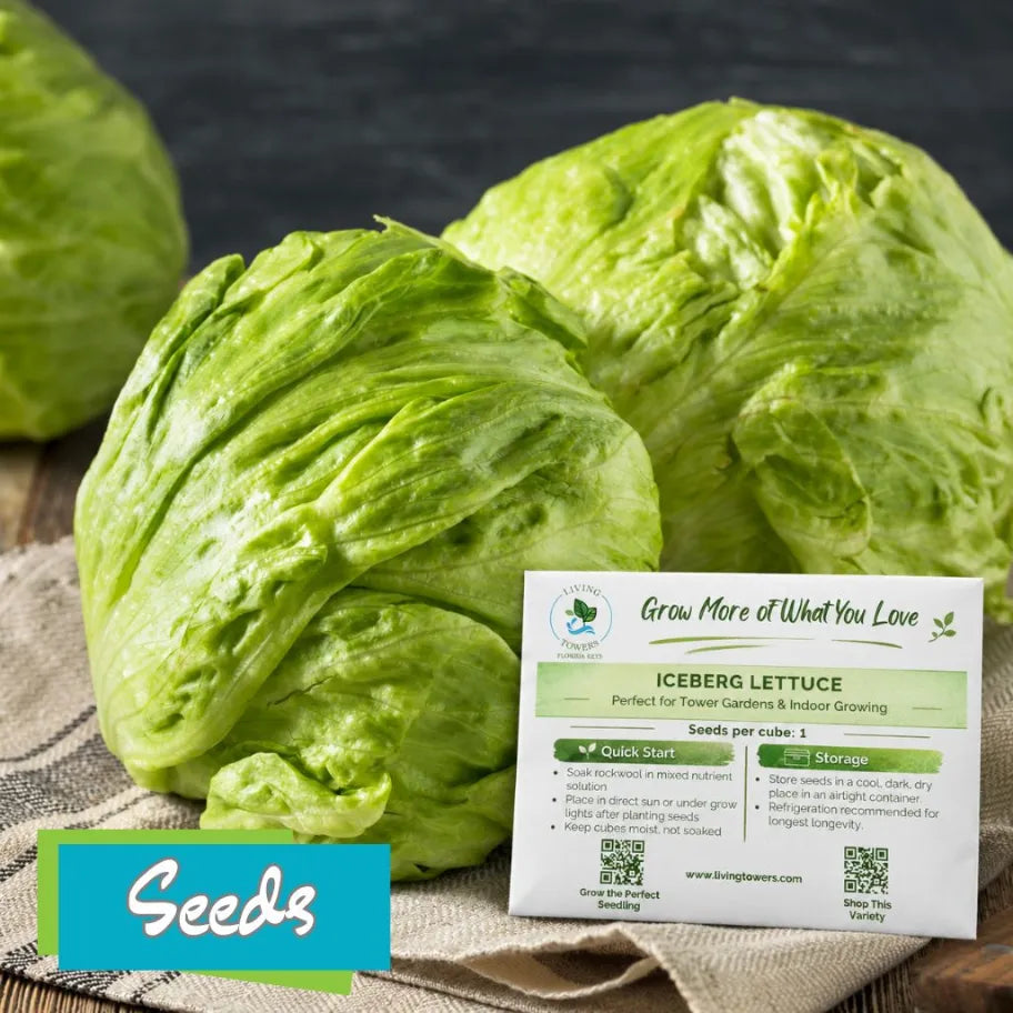 Lettuce - Iceberg Seeds