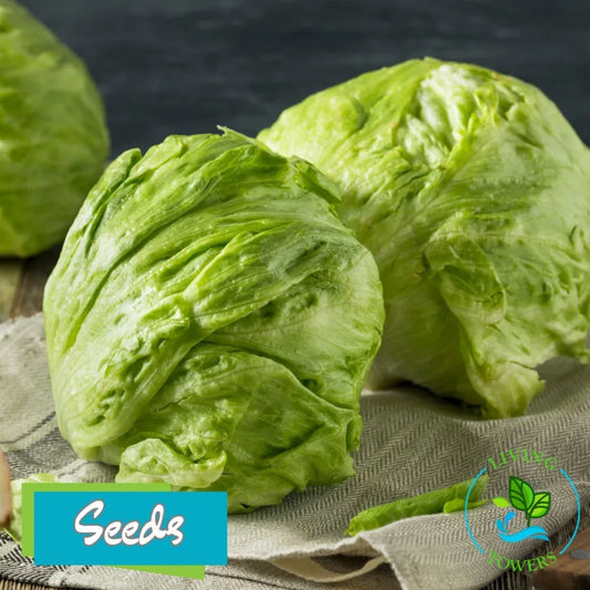 Lettuce - Iceberg Seeds