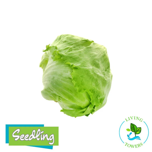 Lettuce - Iceberg, Crispino