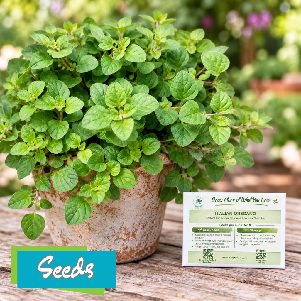 Herbs - Oregano, Italian Seeds