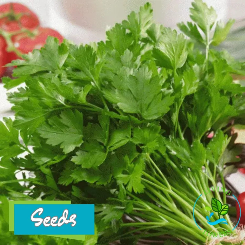 Herbs - Parsley, Flat Leaf Seeds