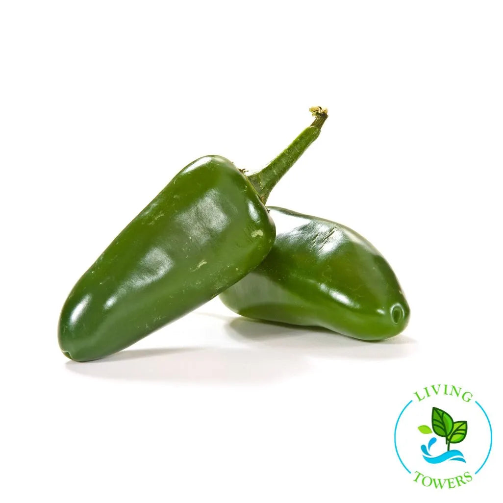 Jalapeno Pepper Tower Garden Seedling | Living Towers Florida Keys