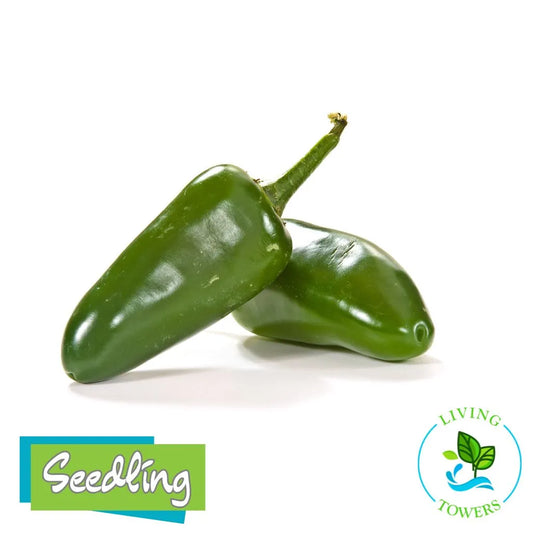 Vegetables - Pepper, Jalapeno Early