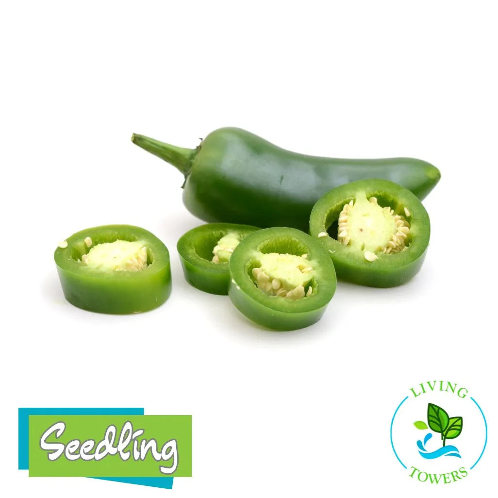 Green jalapeño pepper and sliced jalapeños on a white background with 'Seedling' and 'Living Towers' logos.