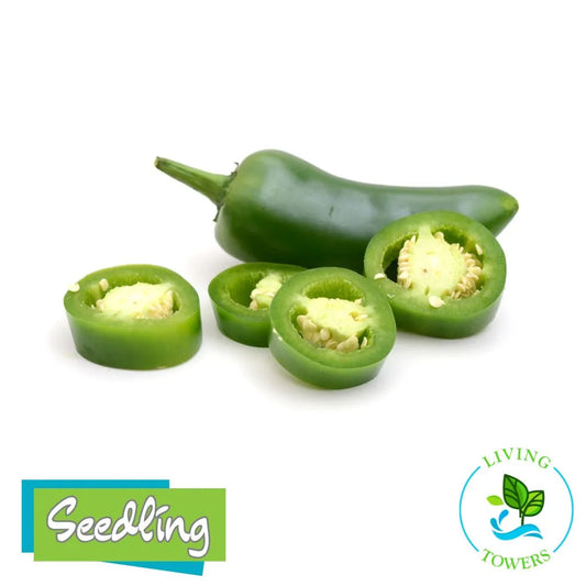 Green jalapeño pepper and sliced jalapeños on a white background with 'Seedling' and 'Living Towers' logos.