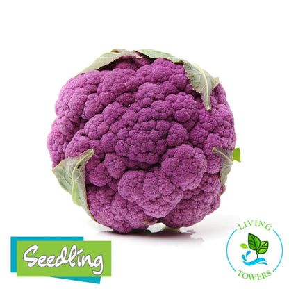 Vegetables - Cauliflower, Lavender