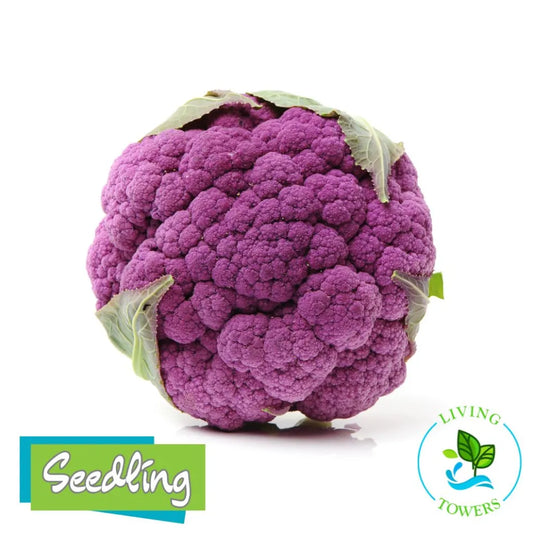 Vegetables - Cauliflower, Lavender