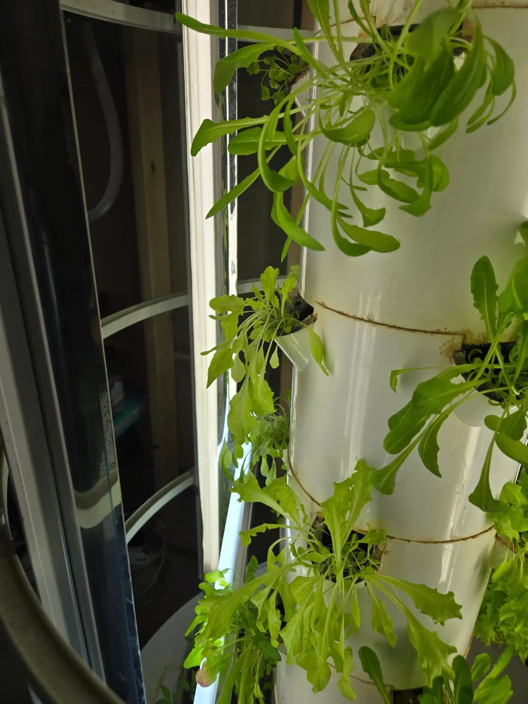 Leggy plants growing in a Tower Garden that need more light