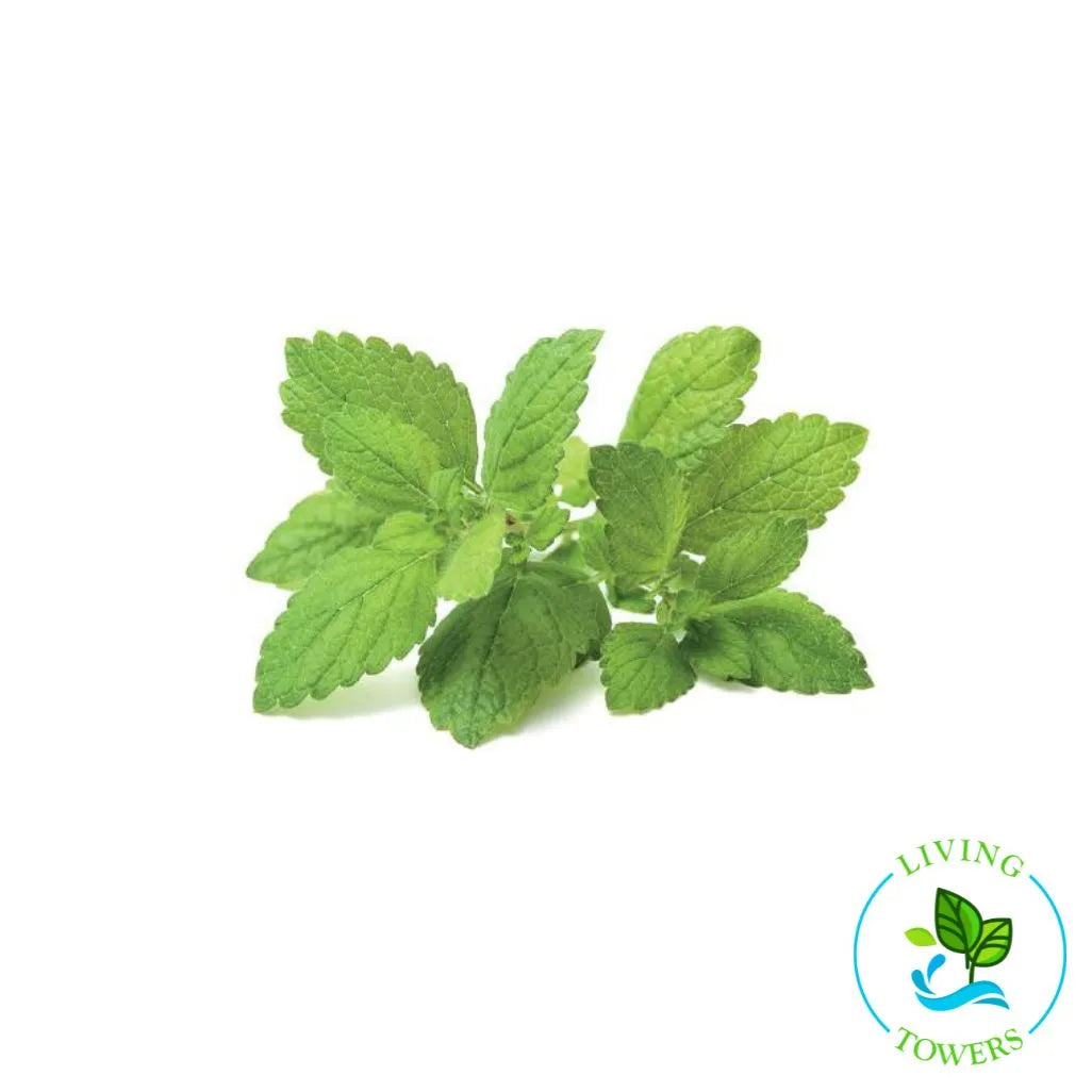 Lemon Balm Tower Garden Seedling | Living Towers Florida Keys