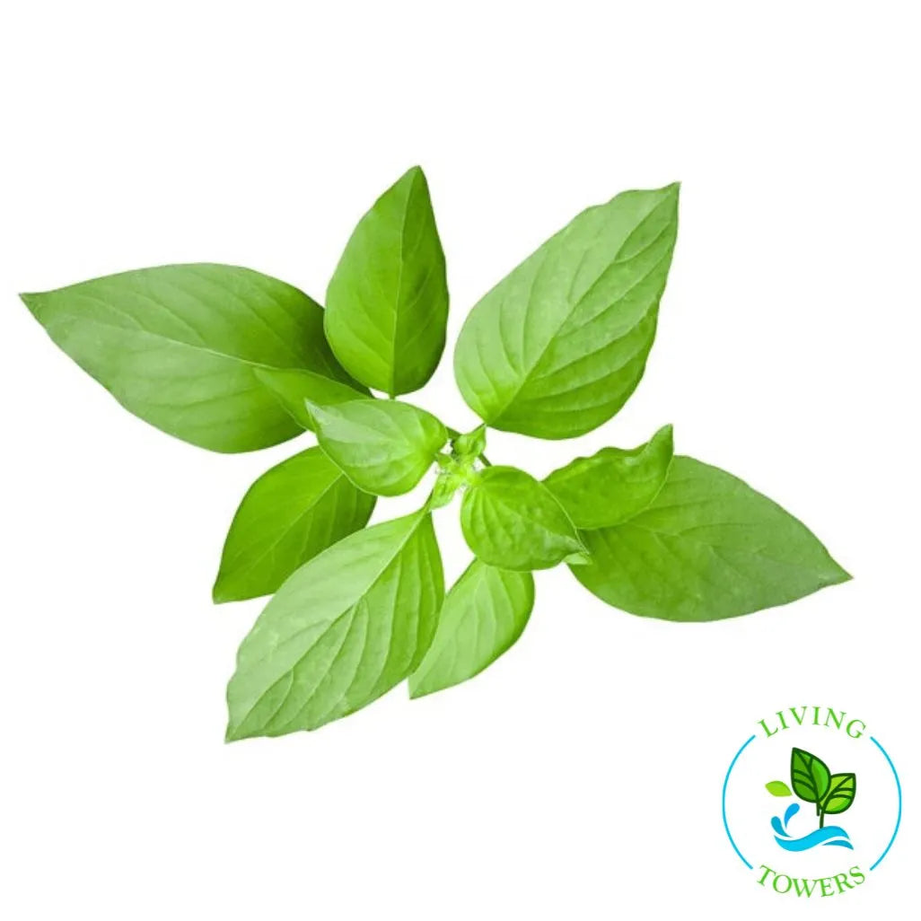 Lemon Basil Tower Garden Seedling | Living Towers Florida Keys