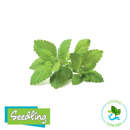Herbs - Lemon Balm