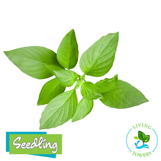 Herbs - Basil, Mrs Burns' Lemon