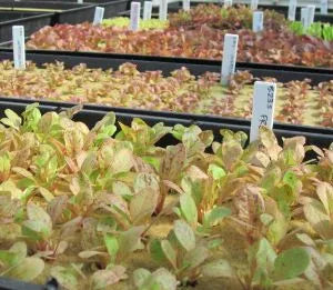 Living Towers hydroponic seedlings growing in trays at our Florida Keys farm