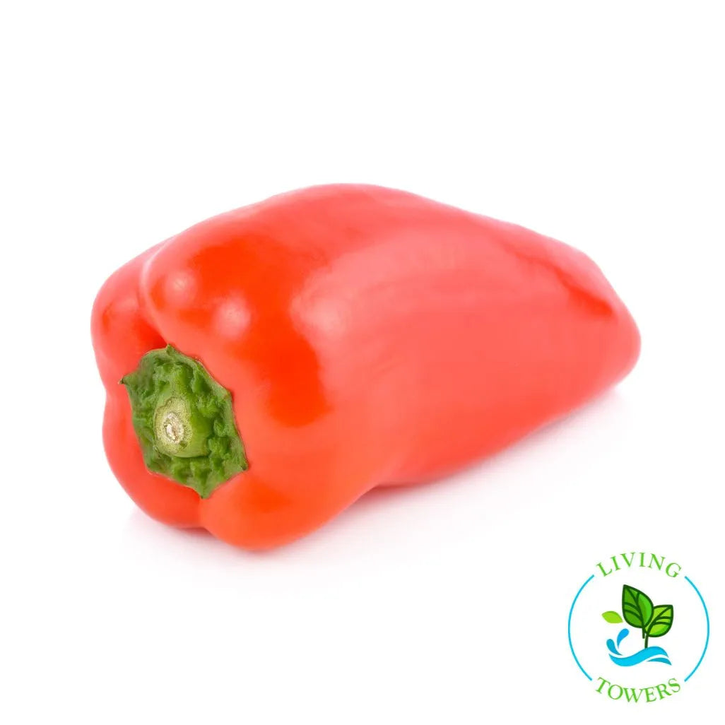 Lipstick Red Pepper Seedling | Living Towers Florida Keys