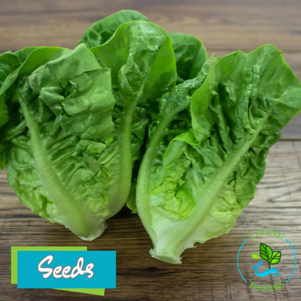 Lettuce - Romaine, Little Gem Seeds