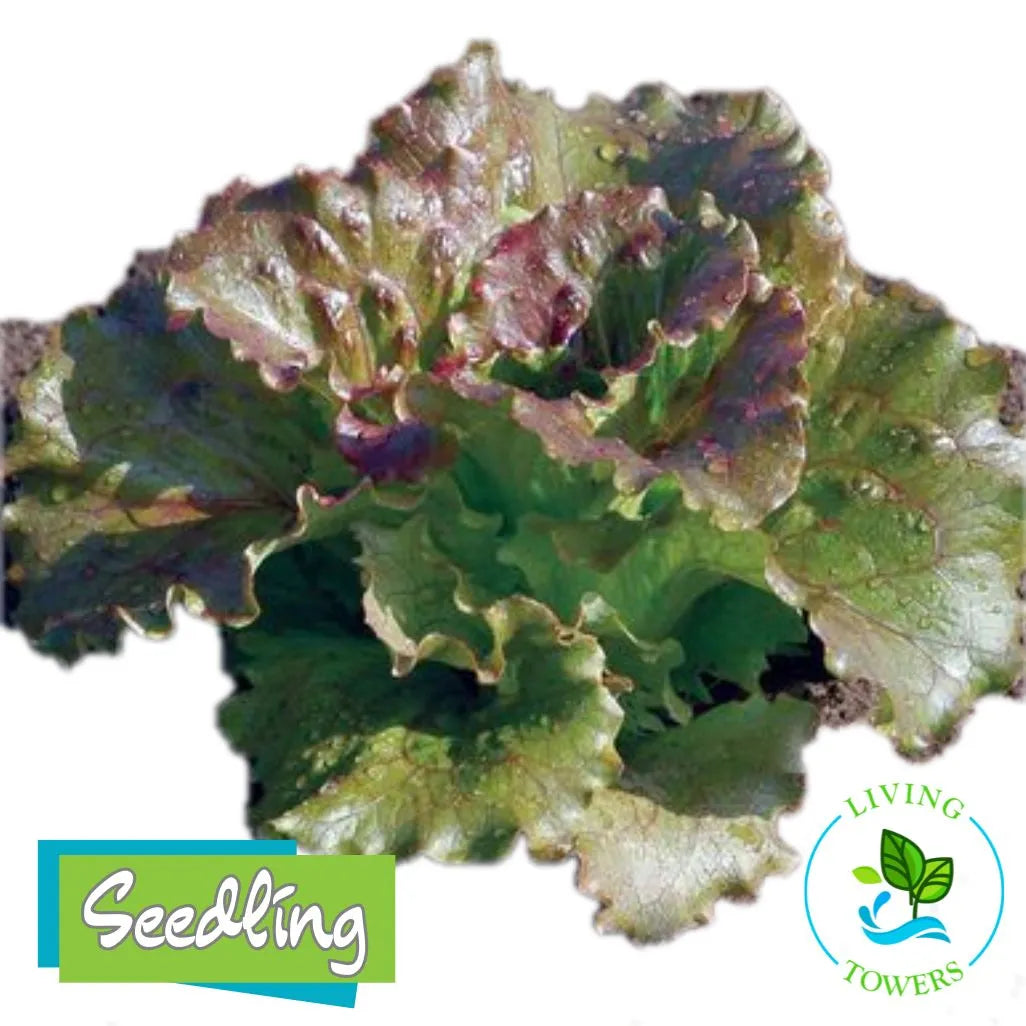 Lettuce - Red Summer Crisp, Magenta