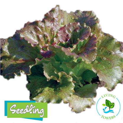 Lettuce - Red Summer Crisp, Magenta