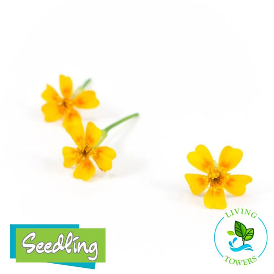 Herbs - Marigold, Tangerine Gem