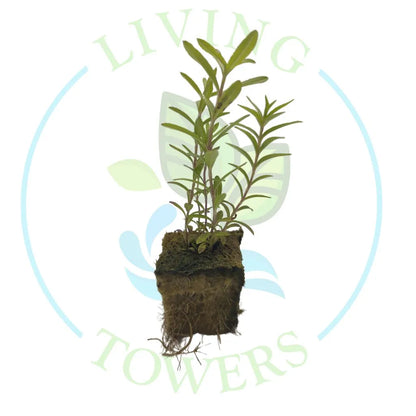 Mexican Tarragon Tower Garden Seedling | Living Towers Florida Keys