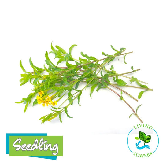 Herbs - Tarragon, Mexican