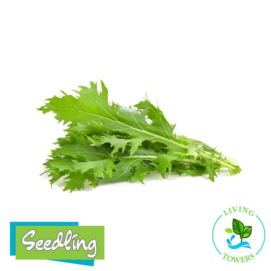 Bunch of green leafy vegetables with 'Seedling' and 'Living Towers' logos on a white background