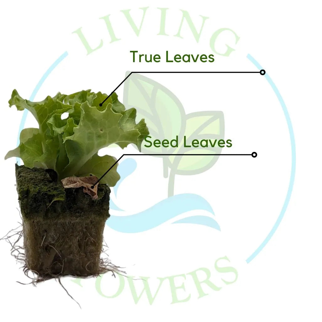 Muir Lettuce Tower Garden Seedling | Living Towers Florida Keys