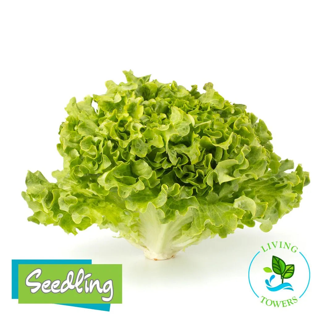Lettuce - Muir