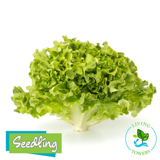 Lettuce - Muir