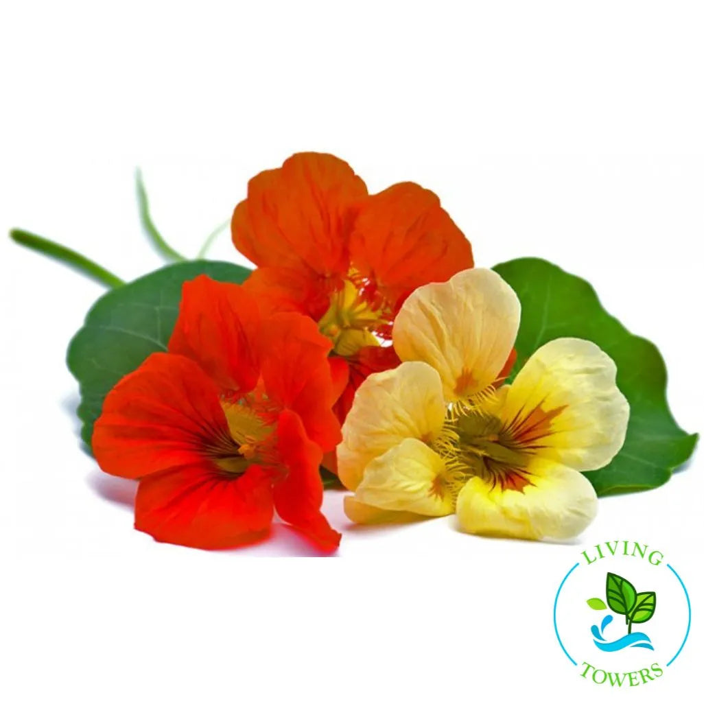 Nasturtium Tower Garden Seedling | Living Towers Florida Keys